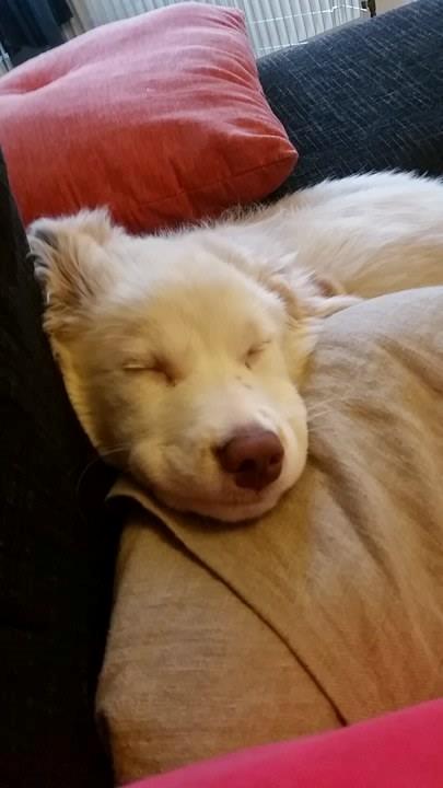 Blanding af racer Esther *Himmelhund* - <3 billede 26