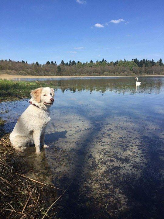 Blanding af racer Esther *Himmelhund* - Første tur ved søen.. Det mest spændende var svanen. billede 27
