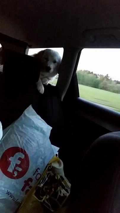 Blanding af racer Esther *Himmelhund* - "Er vi snart hjemme?" billede 28