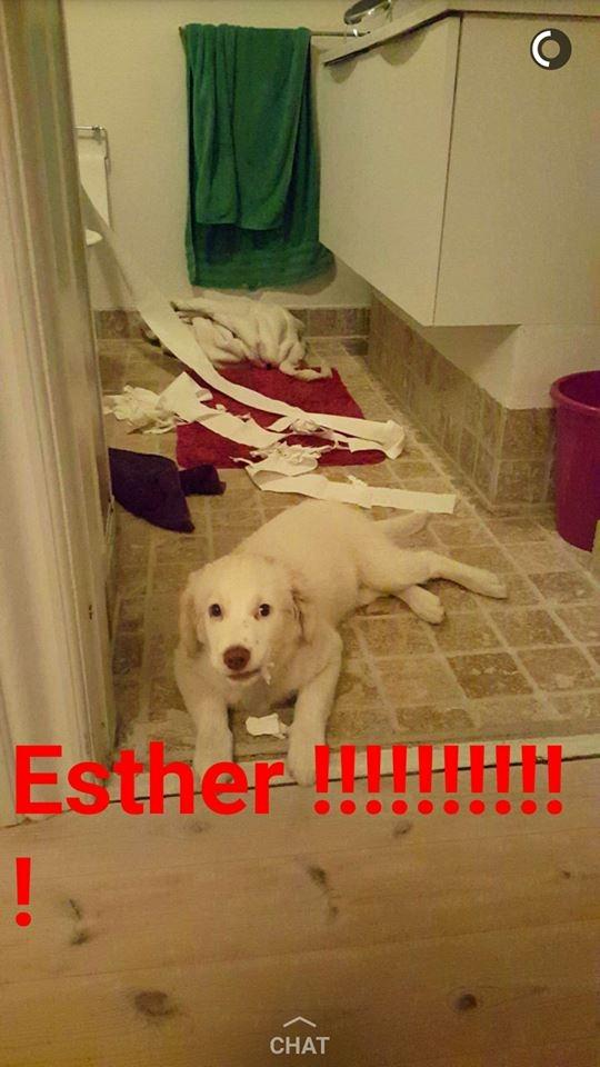 Blanding af racer Esther *Himmelhund* - Hm... billede 8