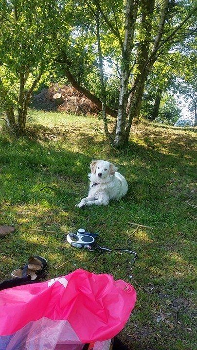 Blanding af racer Esther *Himmelhund* billede 29