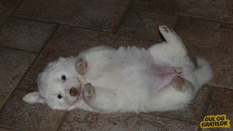 Blanding af racer Esther *Himmelhund* - Esther 5-6 uger billede 4