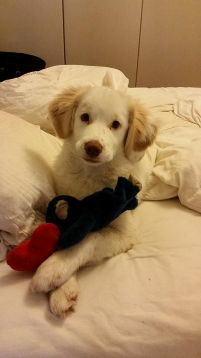 Blanding af racer Esther *Himmelhund* billede 18