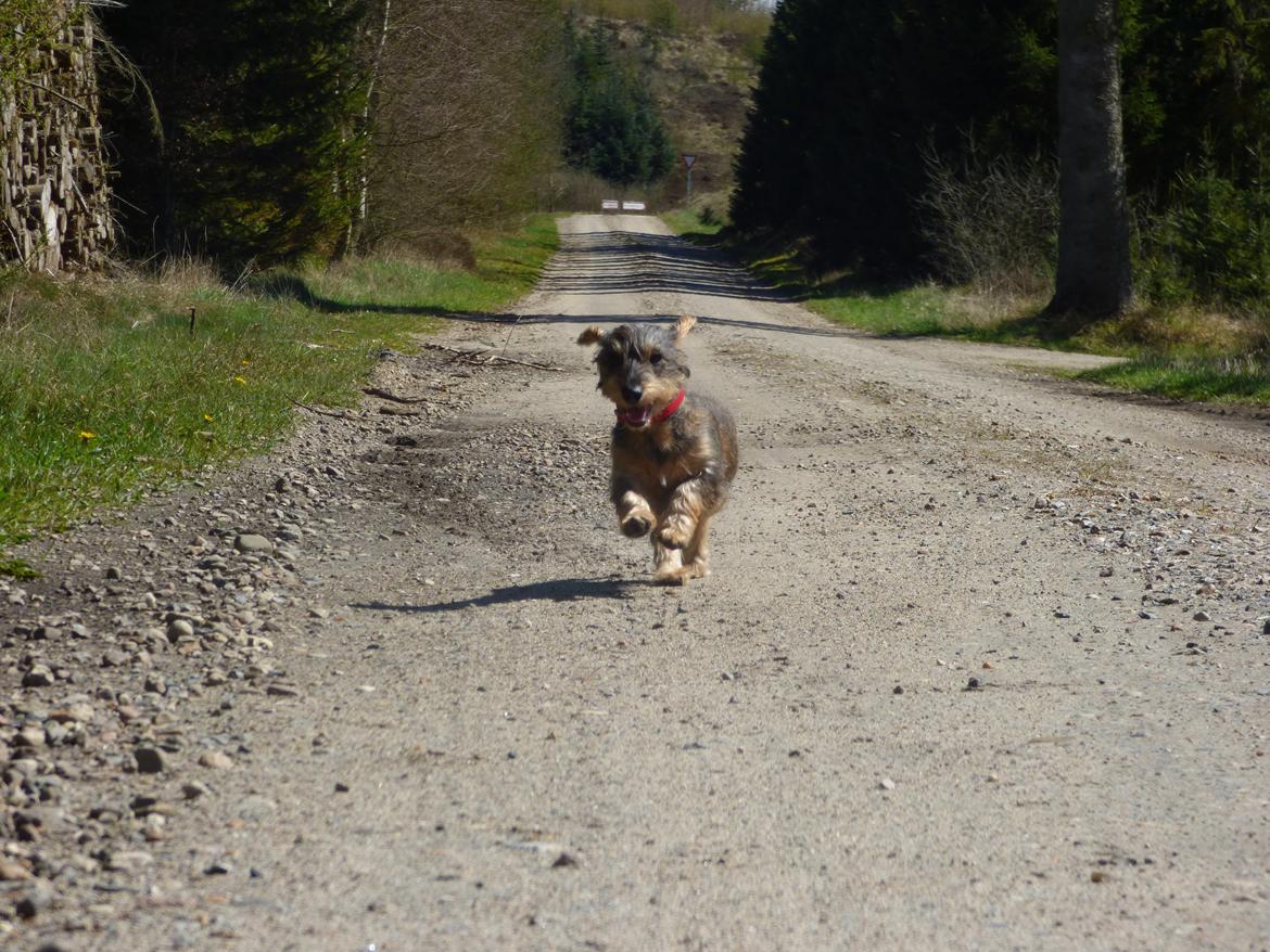 Gravhund Møffe billede 31