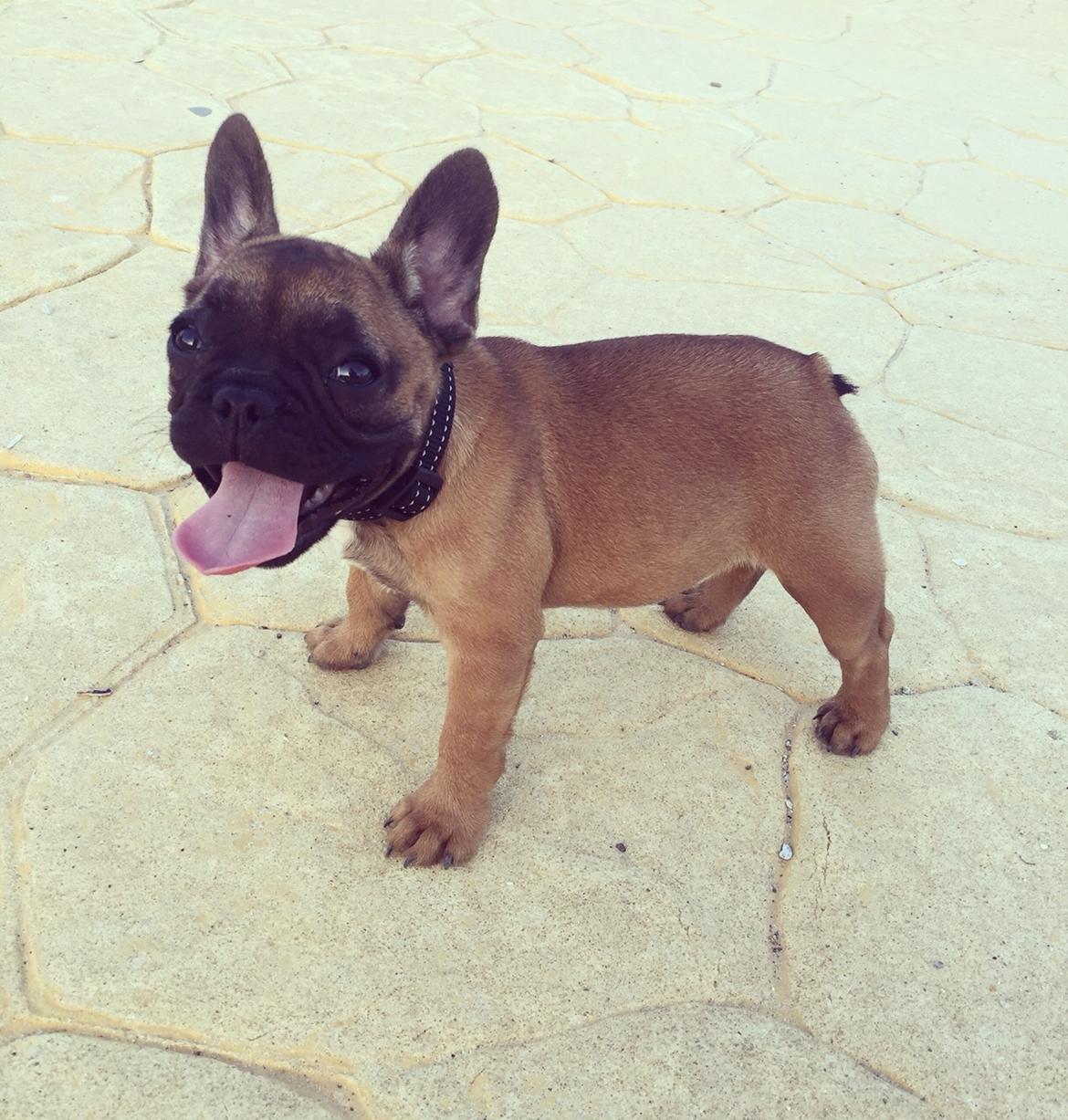 Fransk bulldog Bertha billede 23