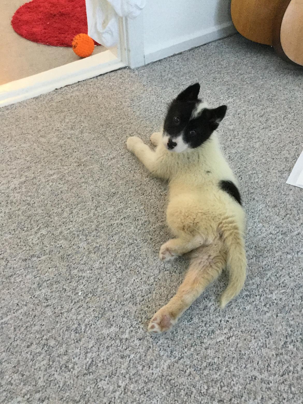 Grønlandshund Nanu ( isbjørn ) billede 7