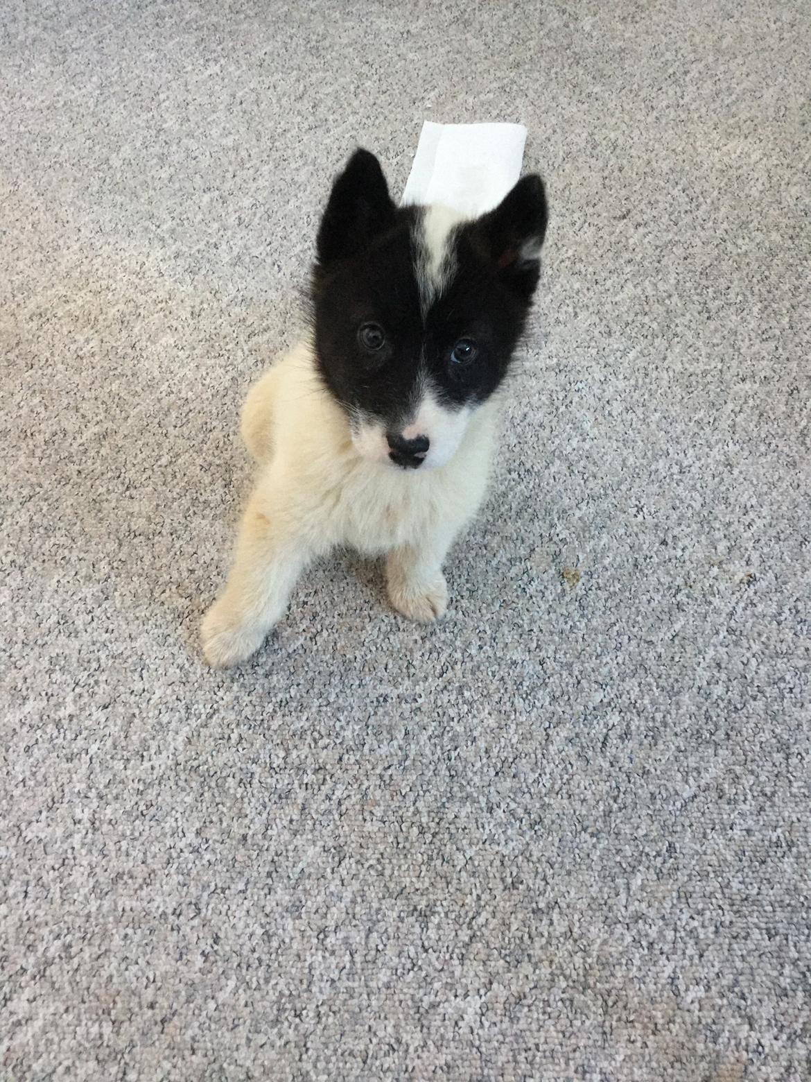 Grønlandshund Nanu ( isbjørn ) billede 8