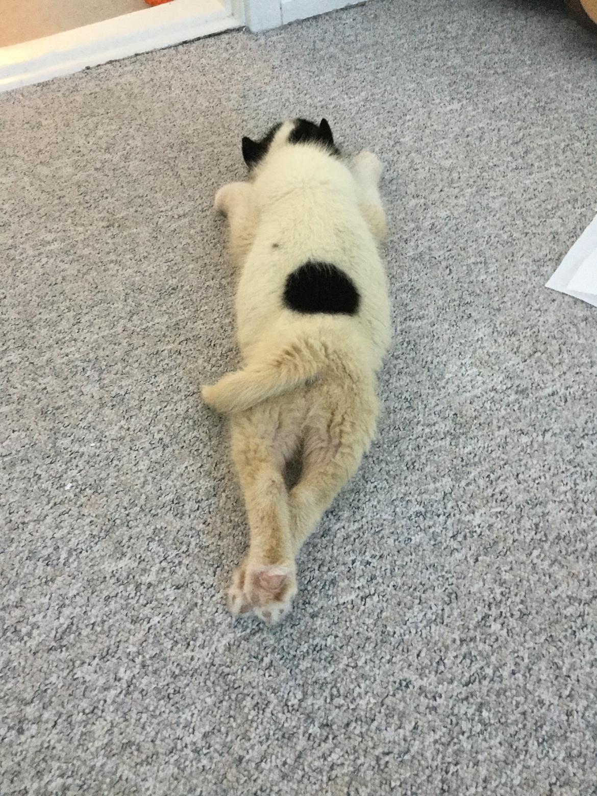 Grønlandshund Nanu ( isbjørn ) - så lille var jeg da jeg blev fundet af min nye familie  billede 6