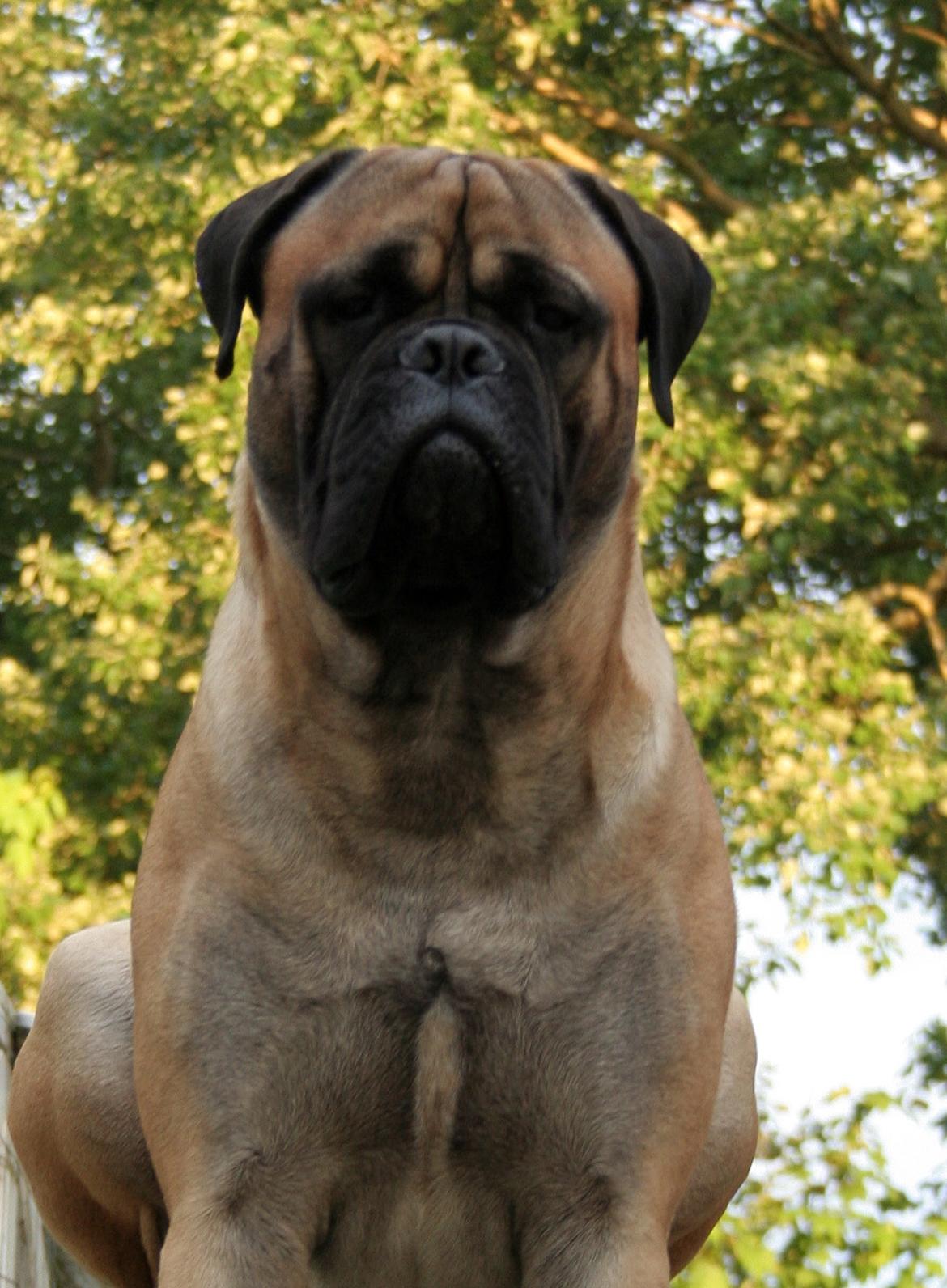 Bullmastiff Bullsaints Haress Al Dar - Barney 17 måneder 2016 <3 billede 50