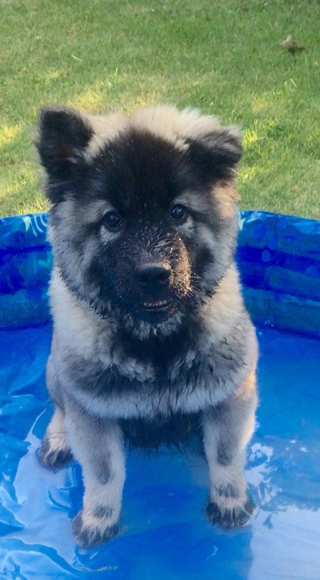 Eurasier Conrad - Dejligt at blive kølet ned i sin helt egen private pool :-) billede 15