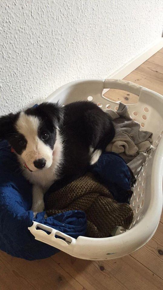 Border collie Hollie - Vasketøjskurven er favoritstedet ;) billede 12