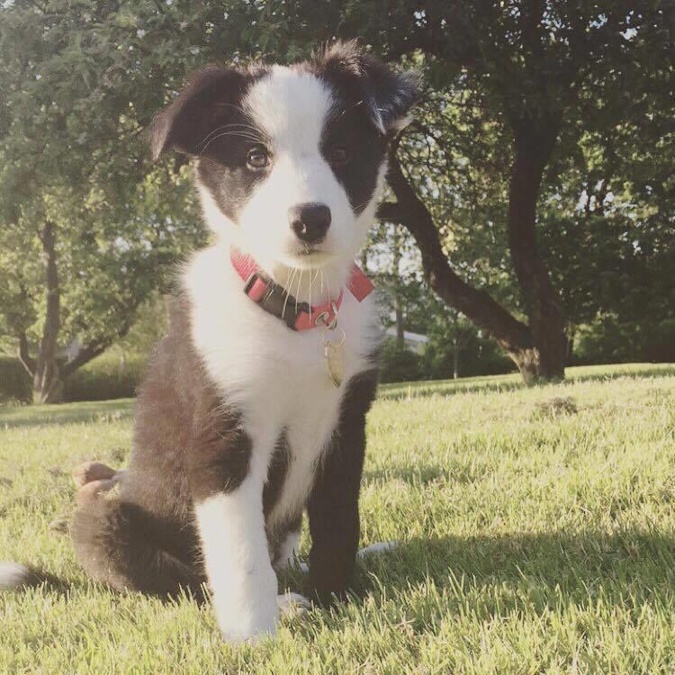 Border collie Hollie - Hollie 10 uger billede 15