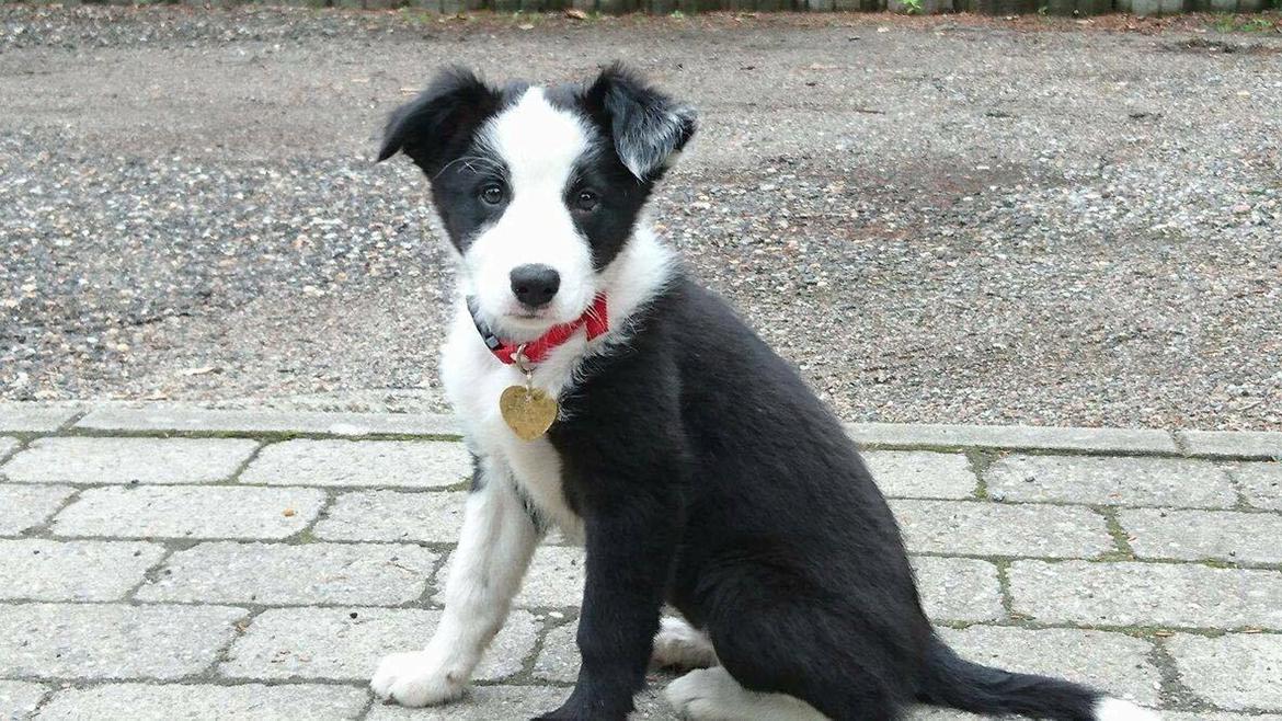 Border collie Hollie - Hollie 10 uger billede 16