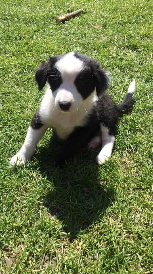 Border collie Hollie - Hollie 7 uger, da jeg var i Ålborg for at se hende billede 18