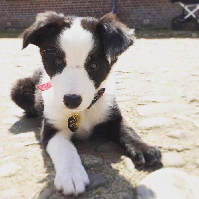 Border collie Hollie - Hollie 9 uger gammel - nu med hundetegn ;) billede 11