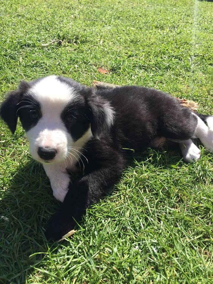 Border collie Hollie - Hollie 7 uger, da jeg var i Ålborg for at se hende billede 20