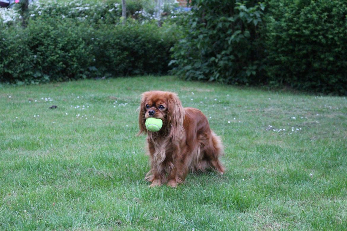 Cavalier king charles spaniel Canidan's Dare me (Maia) - Maia star lige model med bolden :p 29/5 2016 billede 3