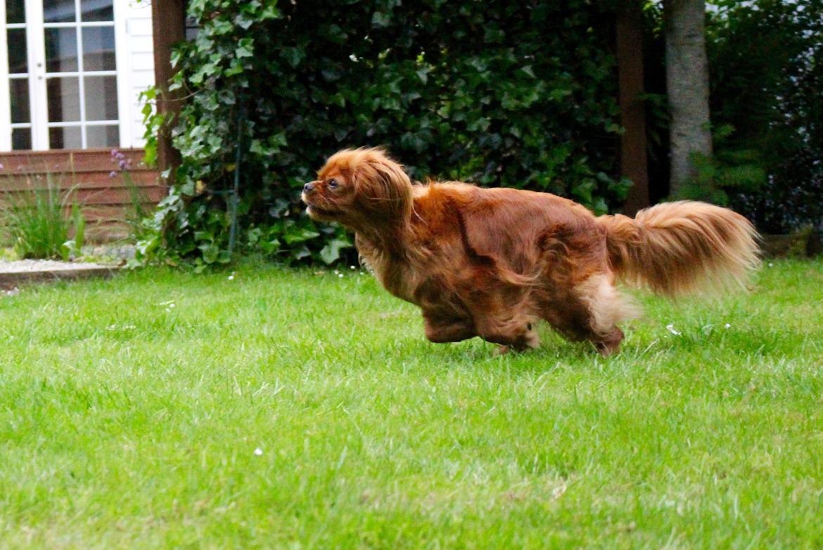 Cavalier king charles spaniel Canidan's Dare me (Maia) - tubo-Maize 29/5 2016 2,5 år billede 27