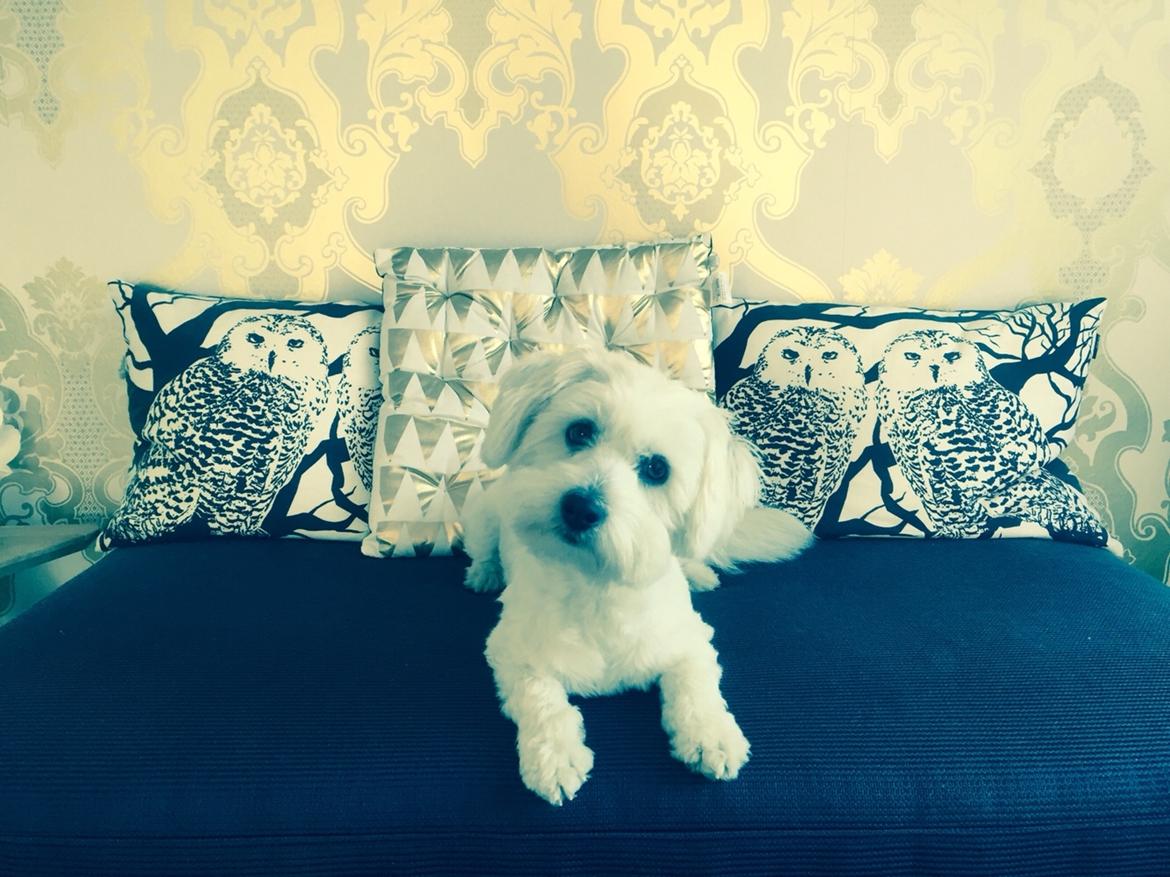 Coton de tulear Molly billede 3