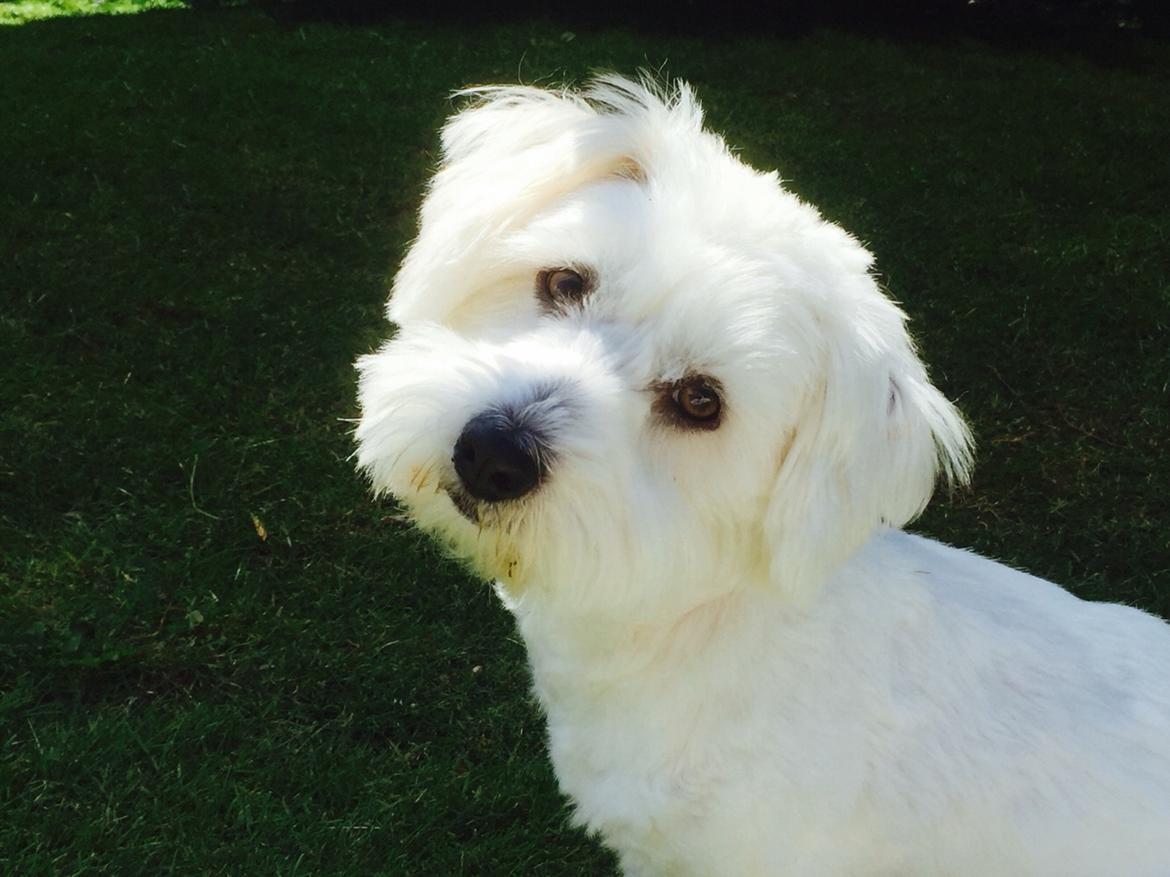 Coton de tulear Molly billede 4