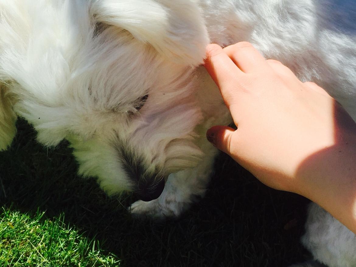Coton de tulear Molly billede 5
