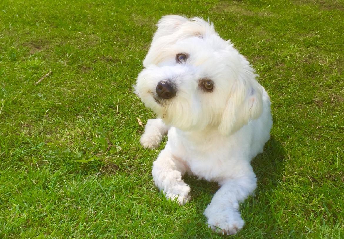 Coton de tulear Molly billede 6