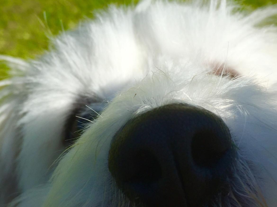 Coton de tulear Molly billede 7
