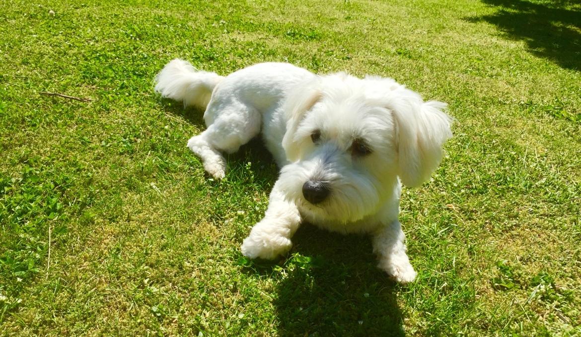 Coton de tulear Molly billede 8