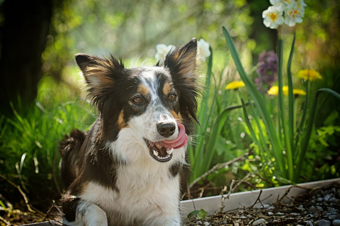 Border collie Chut billede 20