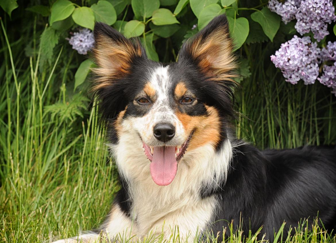 Border collie Chut billede 17