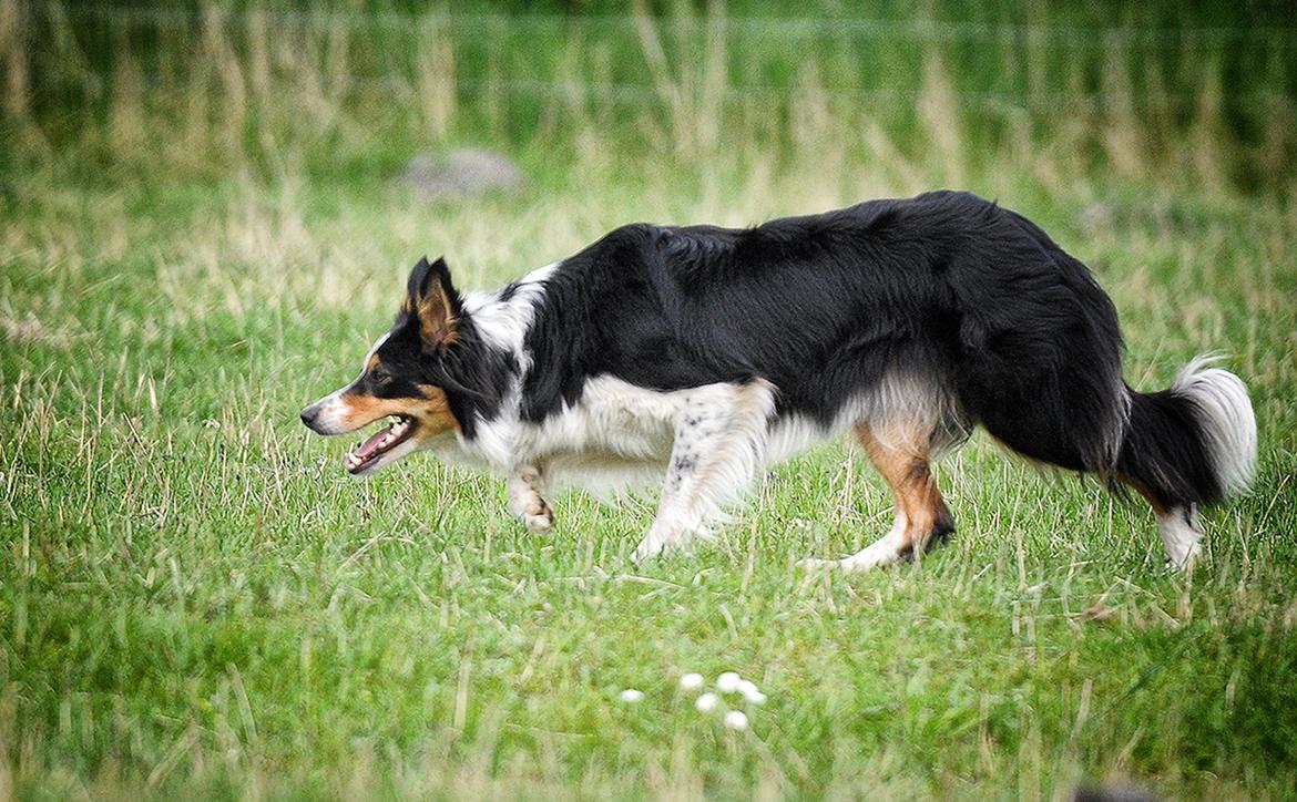 Border collie Chut billede 21