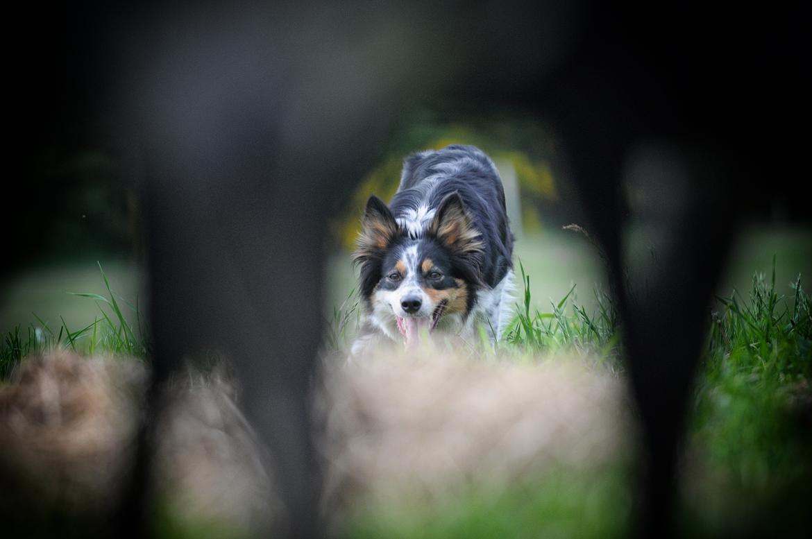 Border collie Chut billede 22