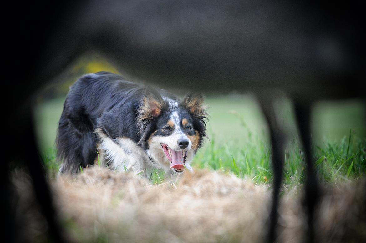 Border collie Chut billede 3