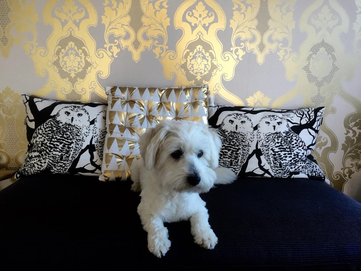 Coton de tulear Molly billede 9