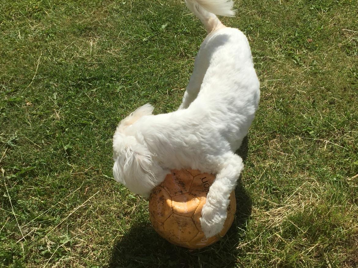 Coton de tulear Molly billede 10