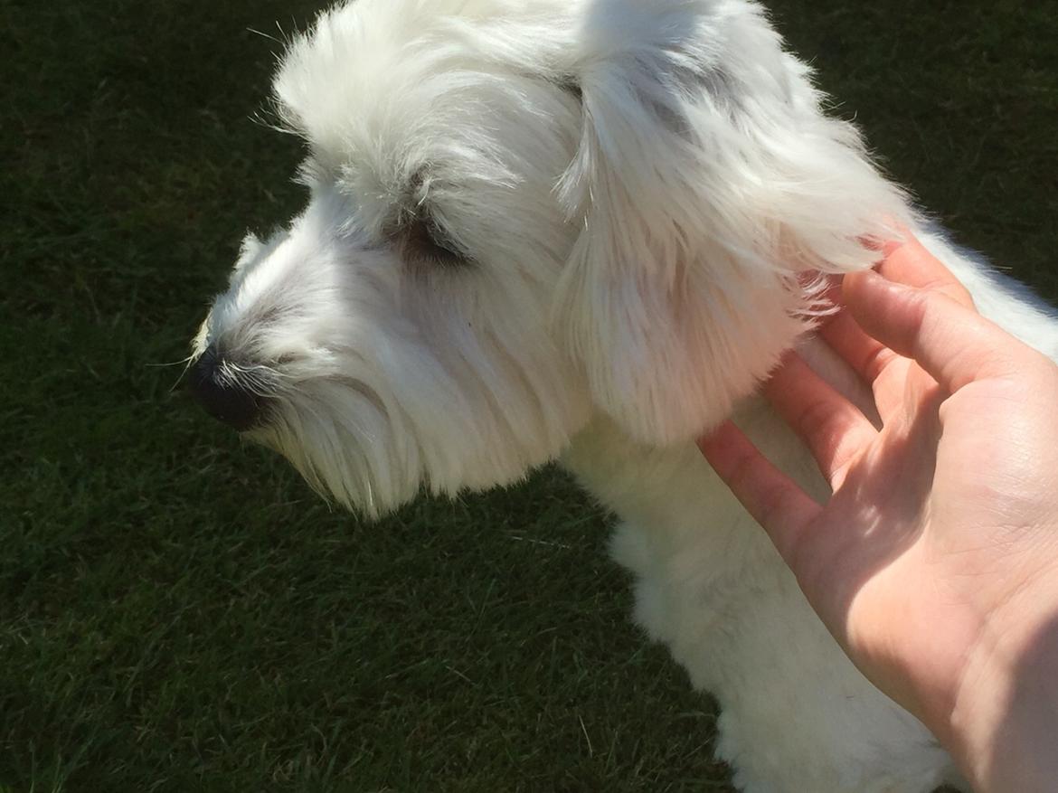 Coton de tulear Molly billede 11