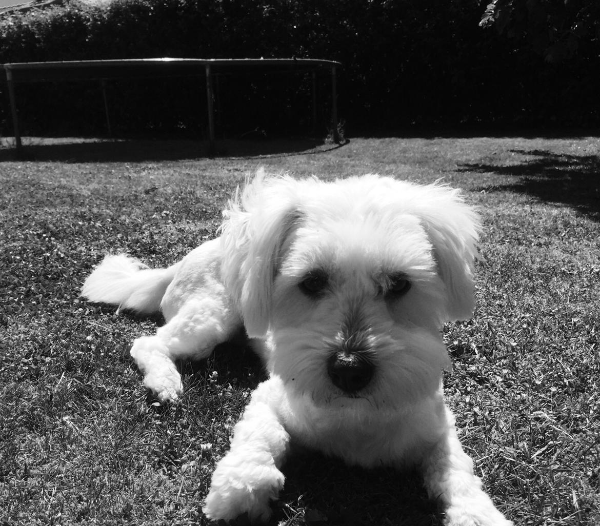 Coton de tulear Molly billede 14