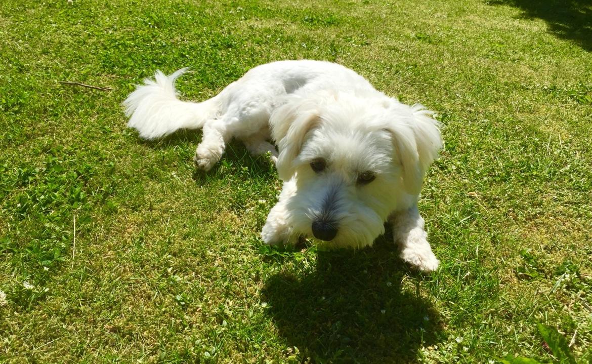 Coton de tulear Molly billede 15