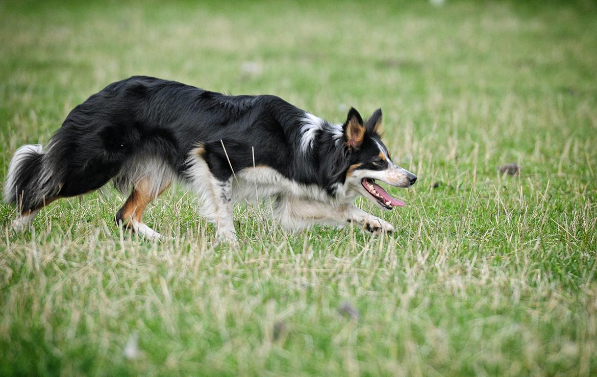 Border collie Chut billede 5