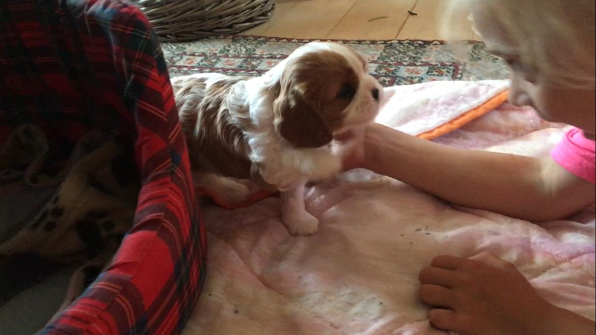 Cavalier king charles spaniel Clara billede 12