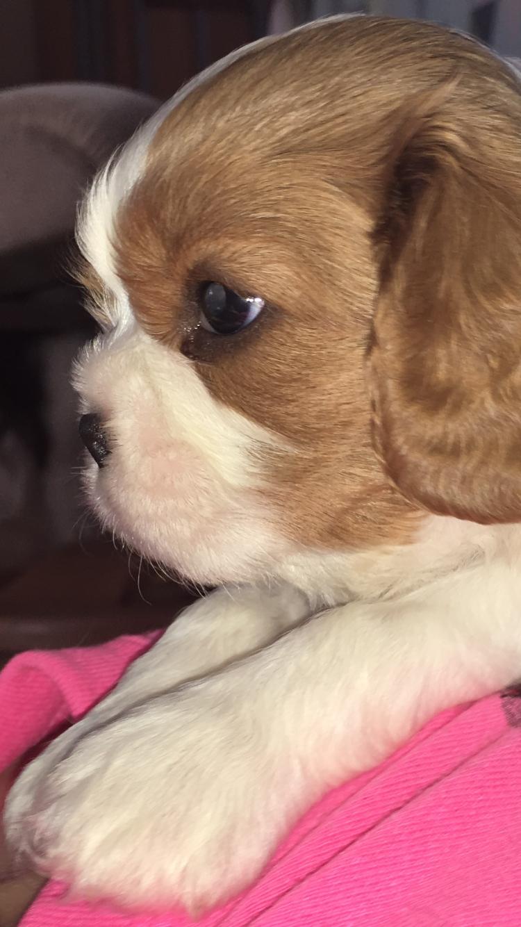 Cavalier king charles spaniel Clara billede 13
