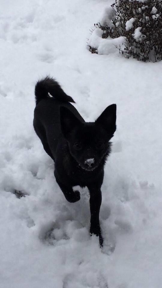 Blanding af racer Pomeranian, Chihuahua Shellie billede 3