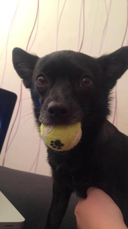 Blanding af racer Pomeranian, Chihuahua Shellie billede 16