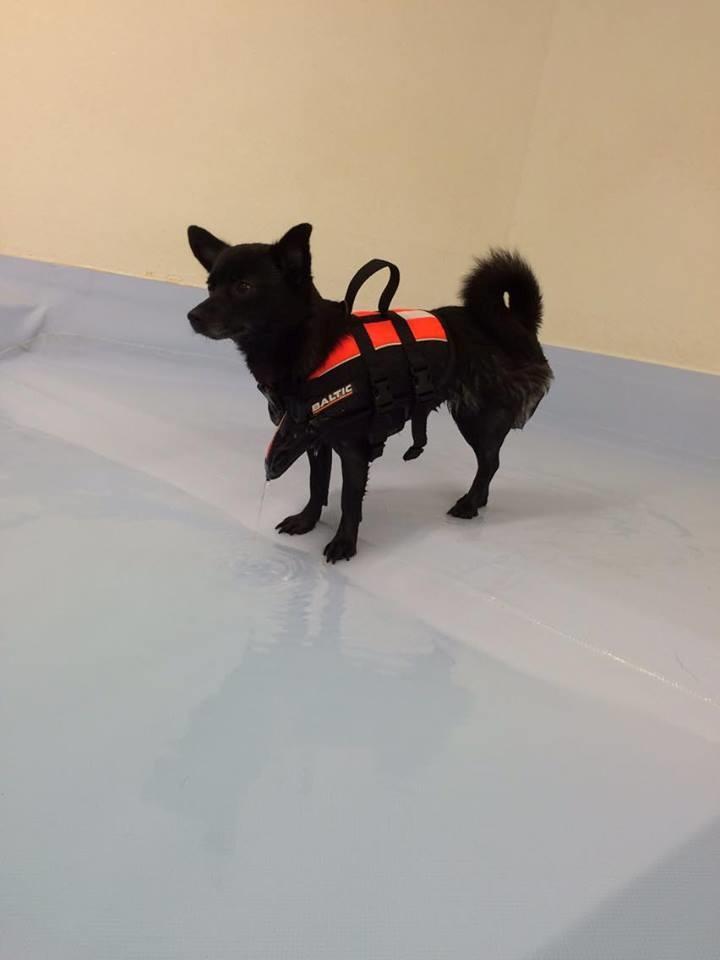 Blanding af racer Pomeranian, Chihuahua Shellie billede 2