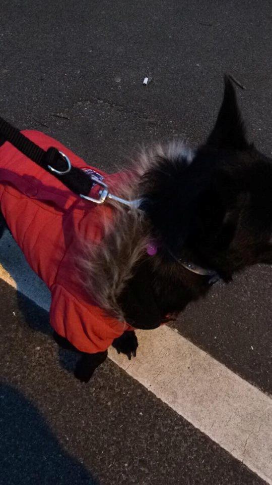 Blanding af racer Pomeranian, Chihuahua Shellie billede 19