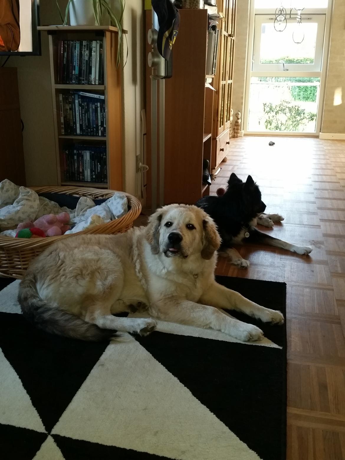 Blanding af racer Bimse billede 23