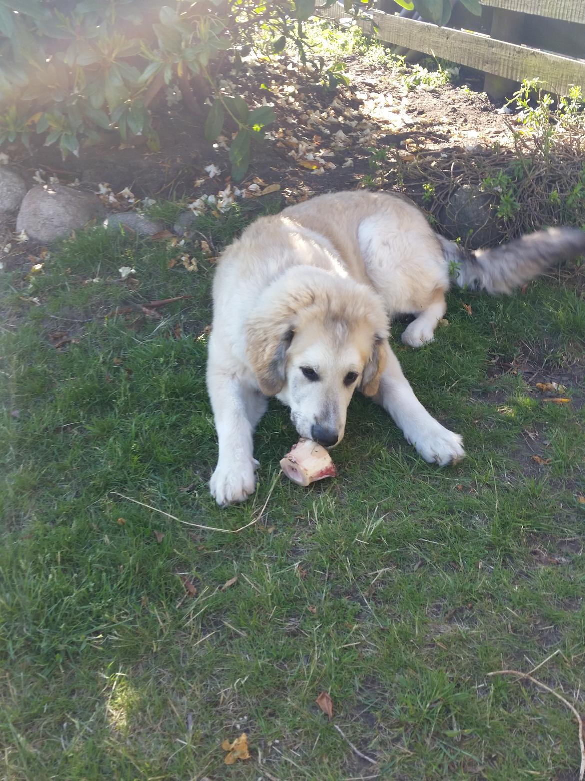 Blanding af racer Bimse billede 24