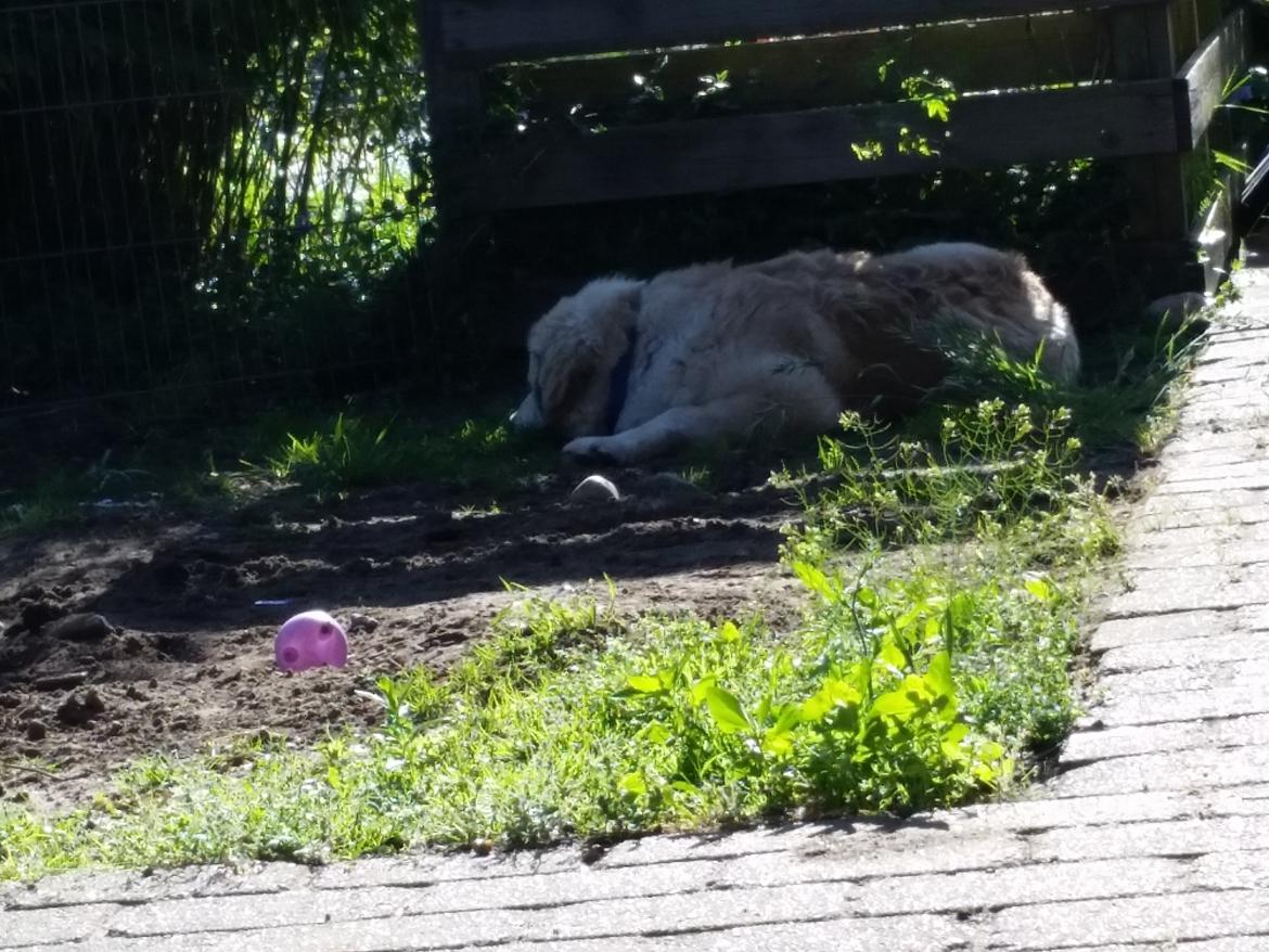 Blanding af racer Bimse billede 25