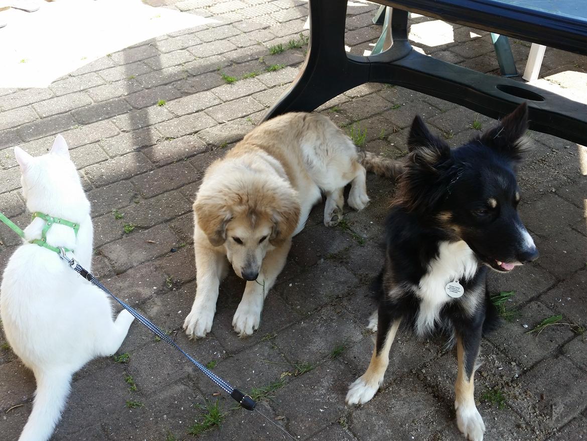 Blanding af racer Bimse billede 26