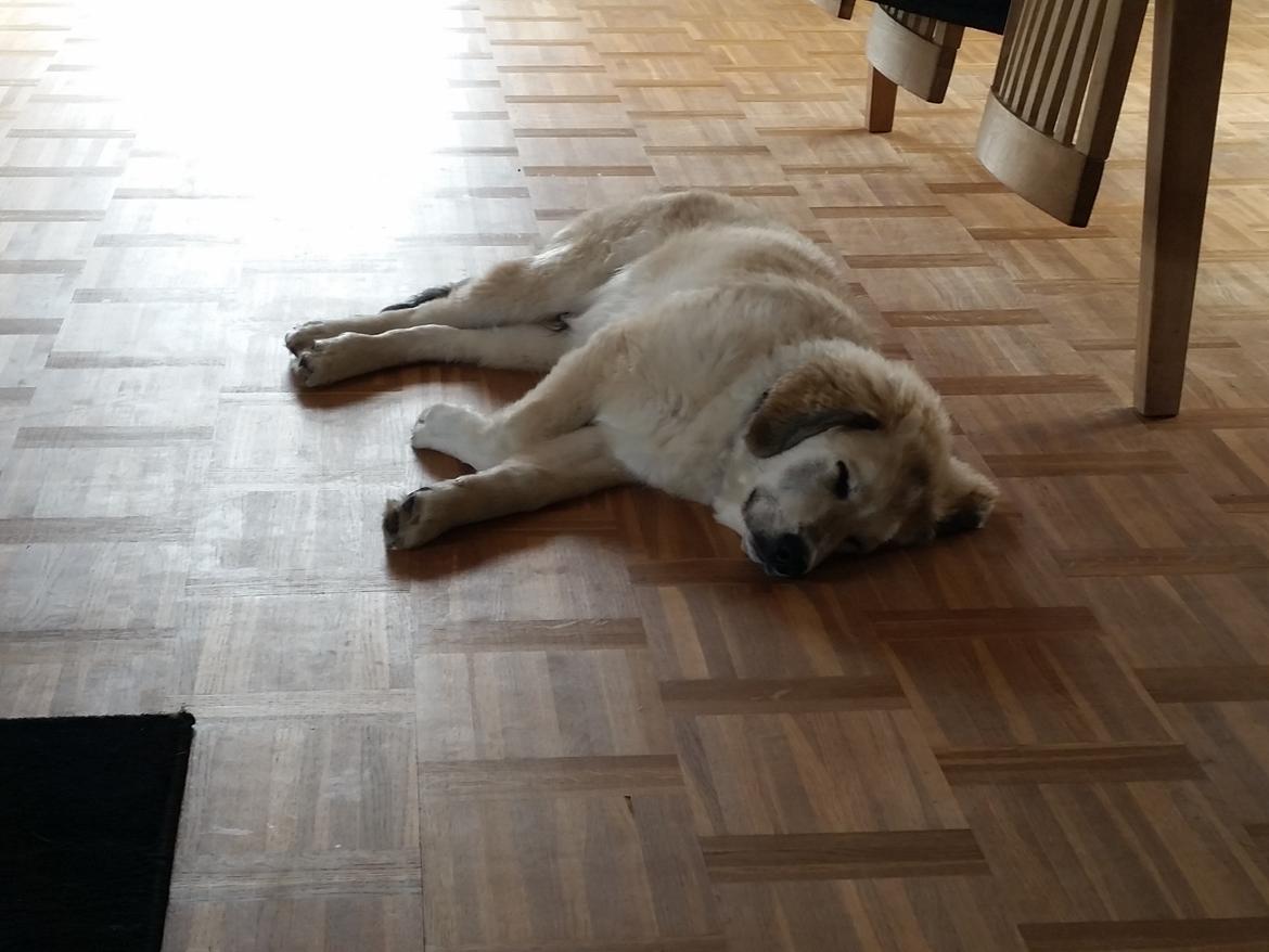 Blanding af racer Bimse billede 27